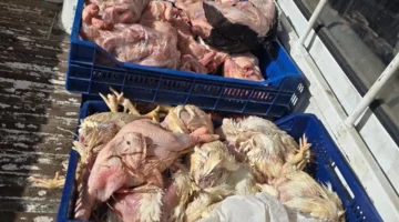 ضبط كميات كبيرة من دواجن فاسدة في الجيزة قبل التسويق